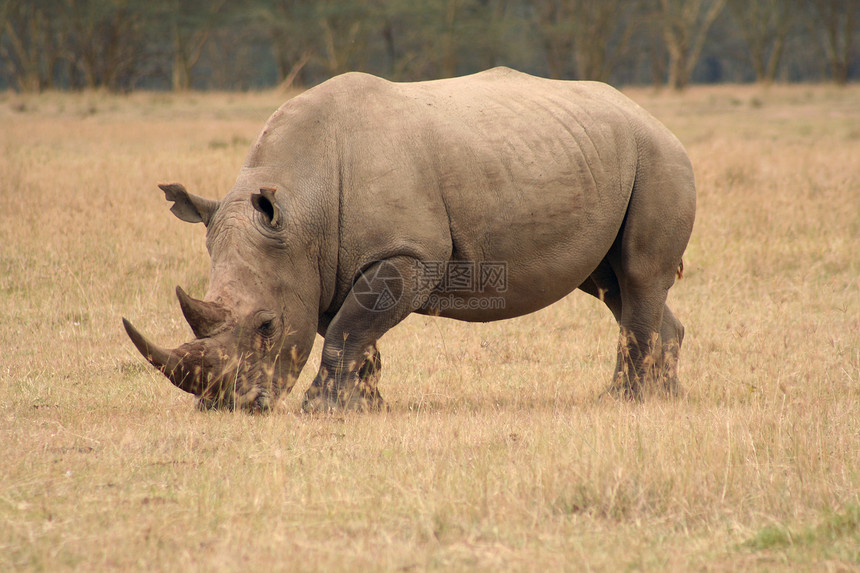 白犀牛边视图白色濒危受保护食草动物哺乳动物黑色野生动物图片