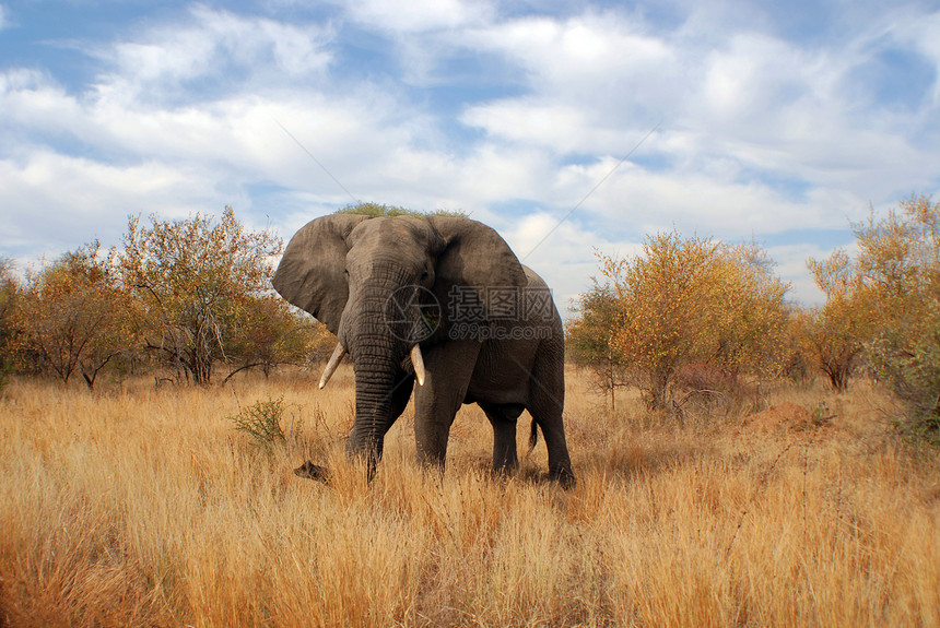 南非Kruger公园大象图片