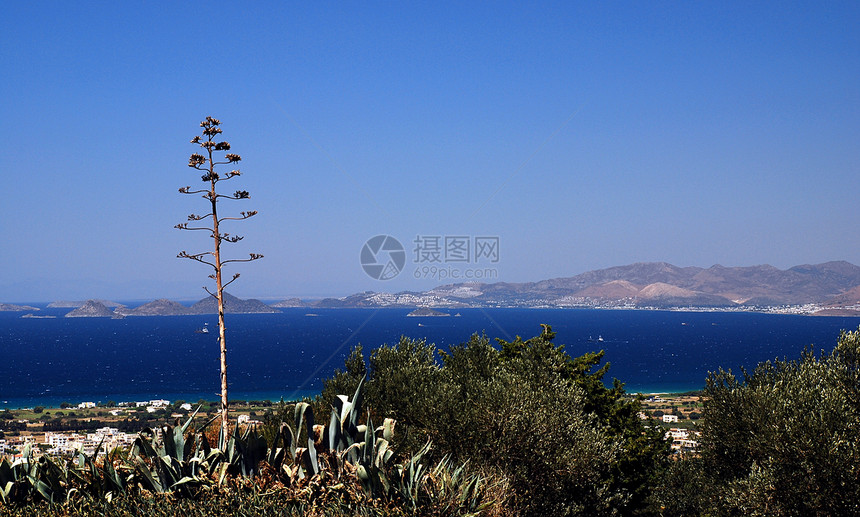 希腊和希腊生态蓝色植物学海岸天空岛屿公园植物群旅行植物图片