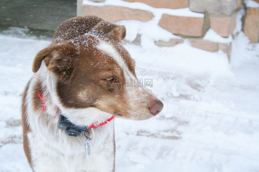 雪雪狗牧羊人照片宠物哺乳动物围巾娱乐牧羊犬季节外套边界图片