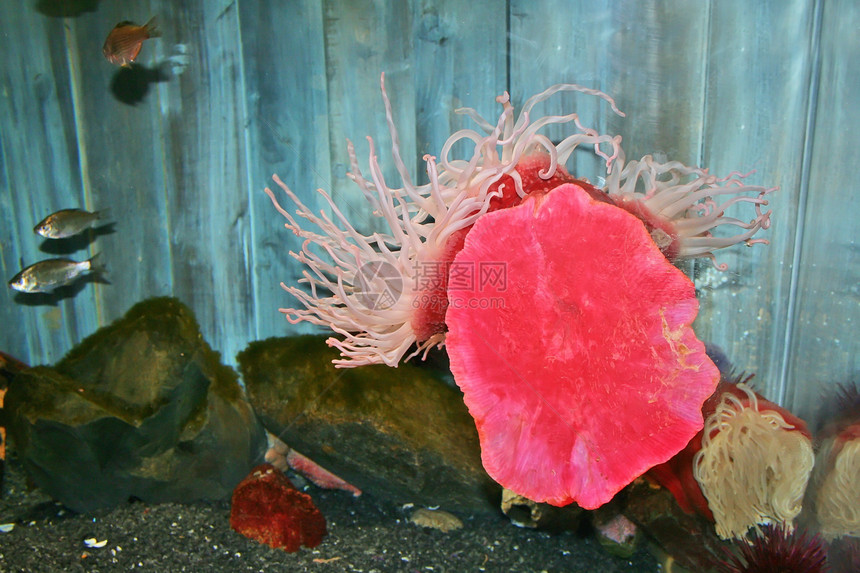 珊瑚礁水族馆红色热带学校景观海葵潜水情调游泳运动图片