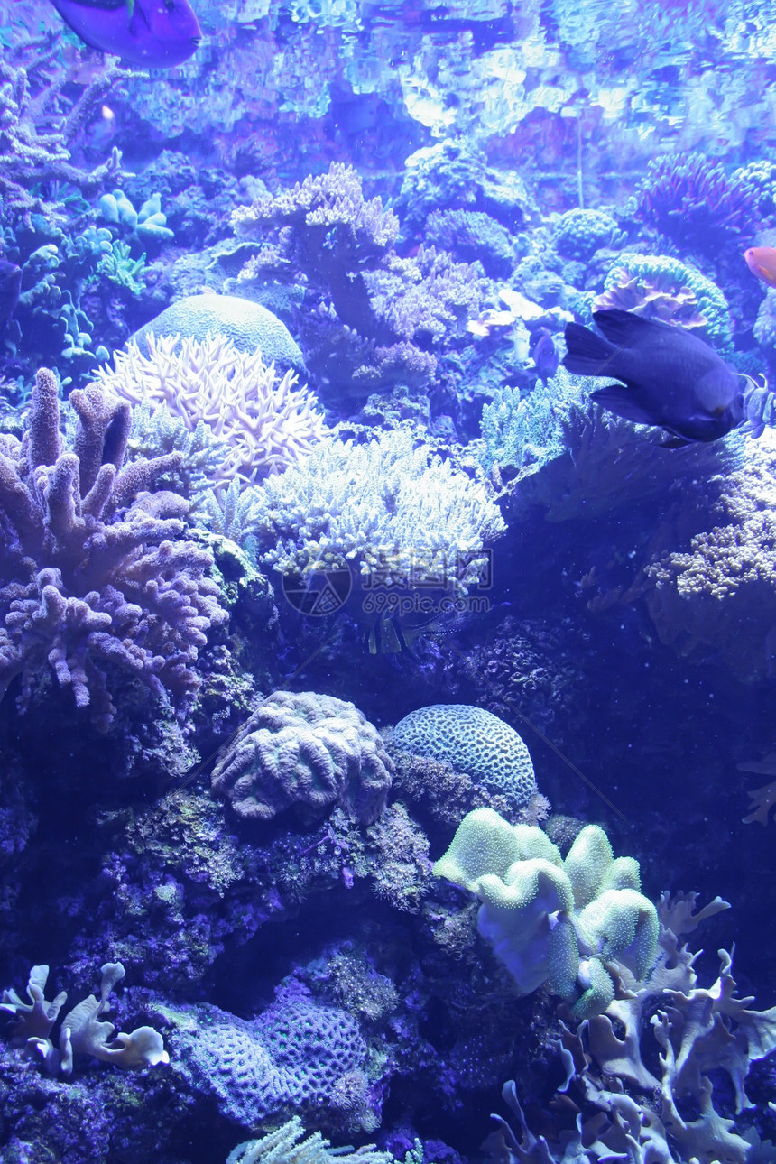 珊瑚礁鱼类异国热带殖民地勘探探索海洋盐水假期水族馆旅游图片