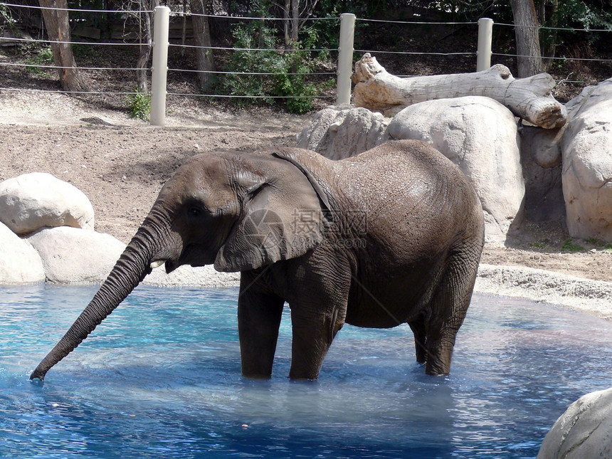 大象动物动物园象科长毛野生动物荒野象牙图片