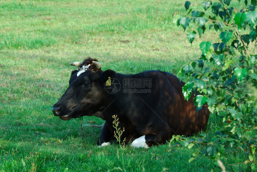 奶牛牛肉草地牛奶牧场乡村农场动物国家哺乳动物黑色图片