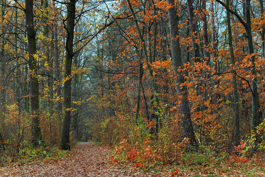 秋瀑棕色树木树叶季节性季节黄色森林图片