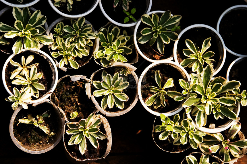 关注短工厂蔬菜农业播种机生长植物学园艺花盆种植树叶陶器图片