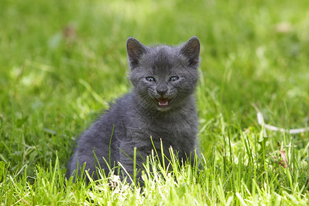 绿草上的灰猫绿色动物小猫灰色背景图片