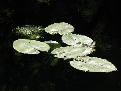 百圆板叶子绿色软垫池塘背景图片