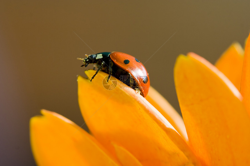 瓢虫植物学漏洞花瓣金盏花植物红色昆虫花园甲虫黑色图片