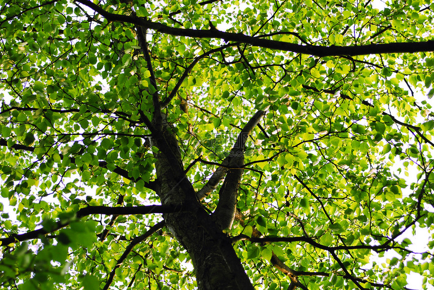 森林休息树干叶子木头植物群天空绿色传单树叶晴天图片