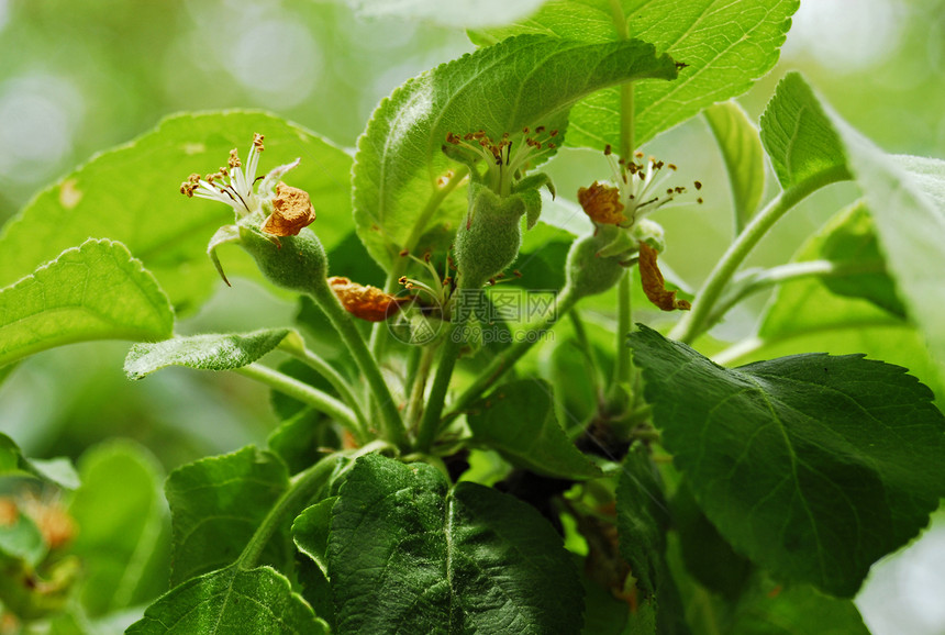 苹果树水果产品果园阳光植物园艺绿色灯笼裤饮食花蜜图片