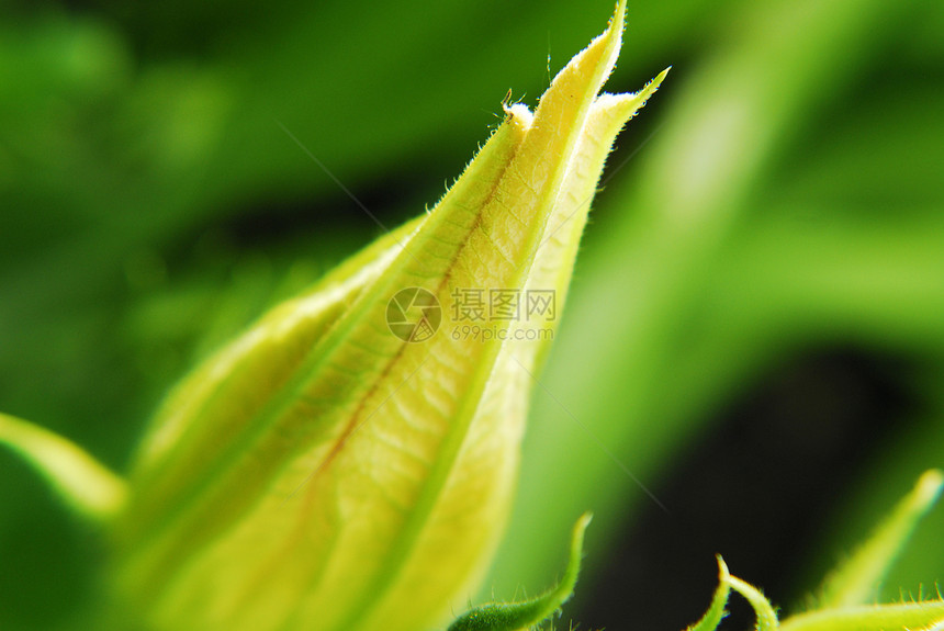 科罗梅特花花养分宏观植物水果厨房减肥食物食品饮食花园图片