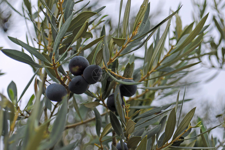 橄榄树植物水果传统园艺衬套饮食叶子食物维生素分支机构图片