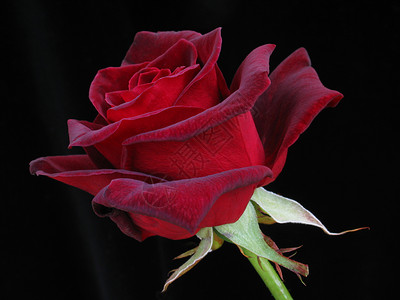 红玫瑰对黑花瓣浪漫花萼黑色玫瑰红色背景图片