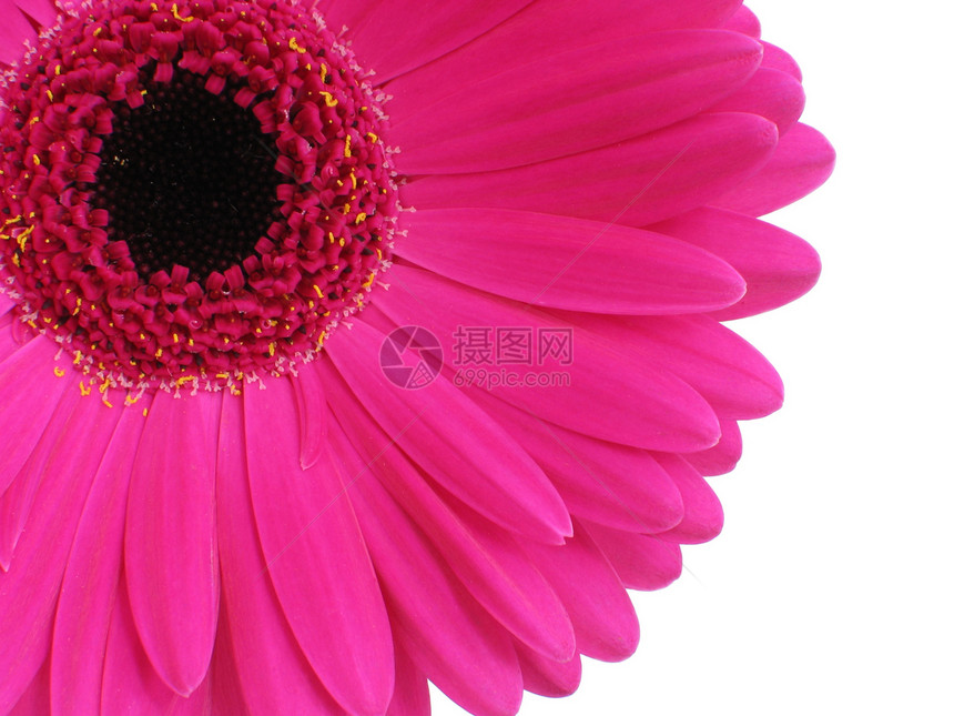 热粉红色Gerbera选择性植物群花粉花艺粉色花瓣焦点雄蕊宏观图片
