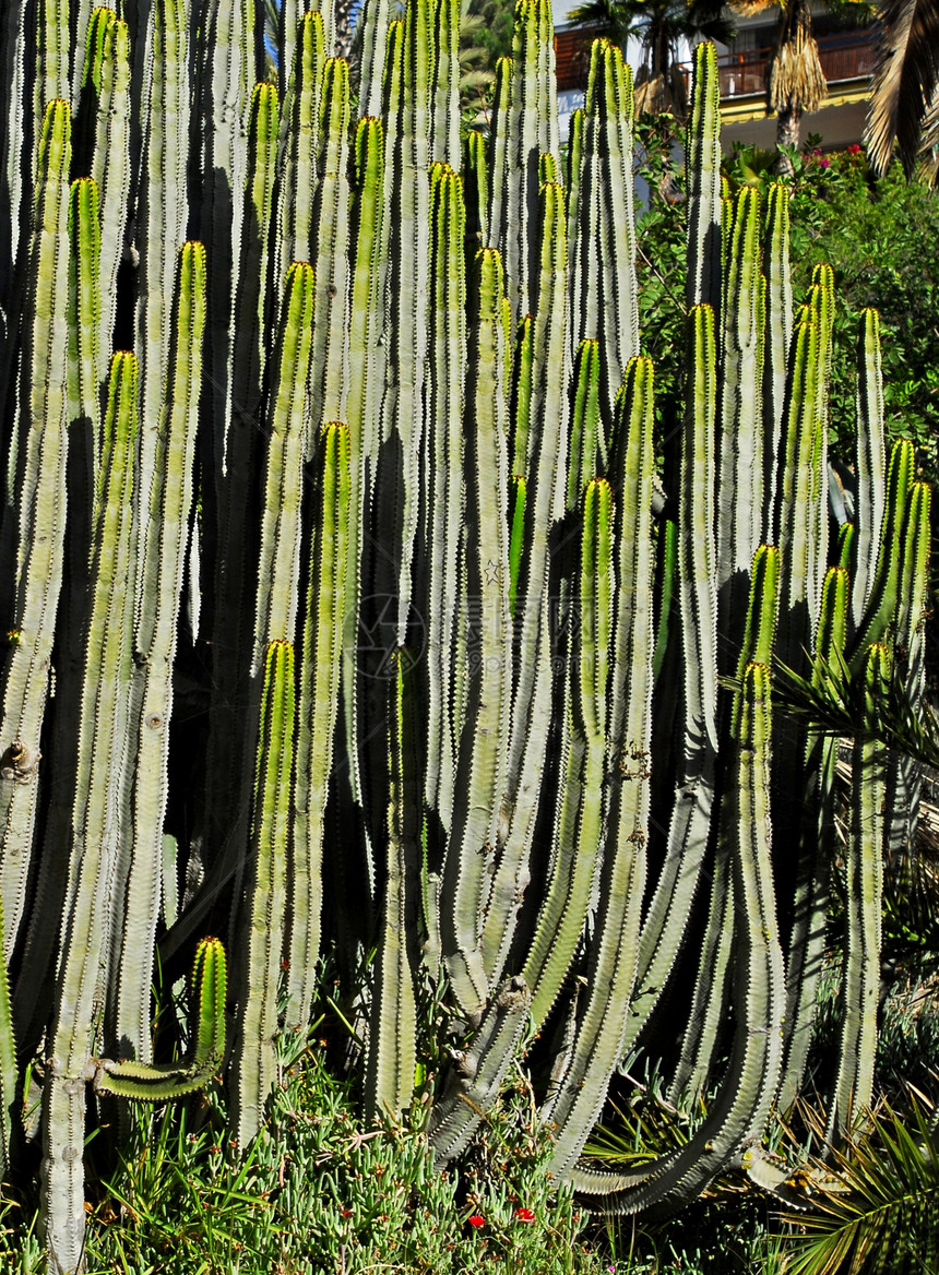 仙人掌干旱旅行纺锤异国针状脊柱生长小岛情调植物学图片