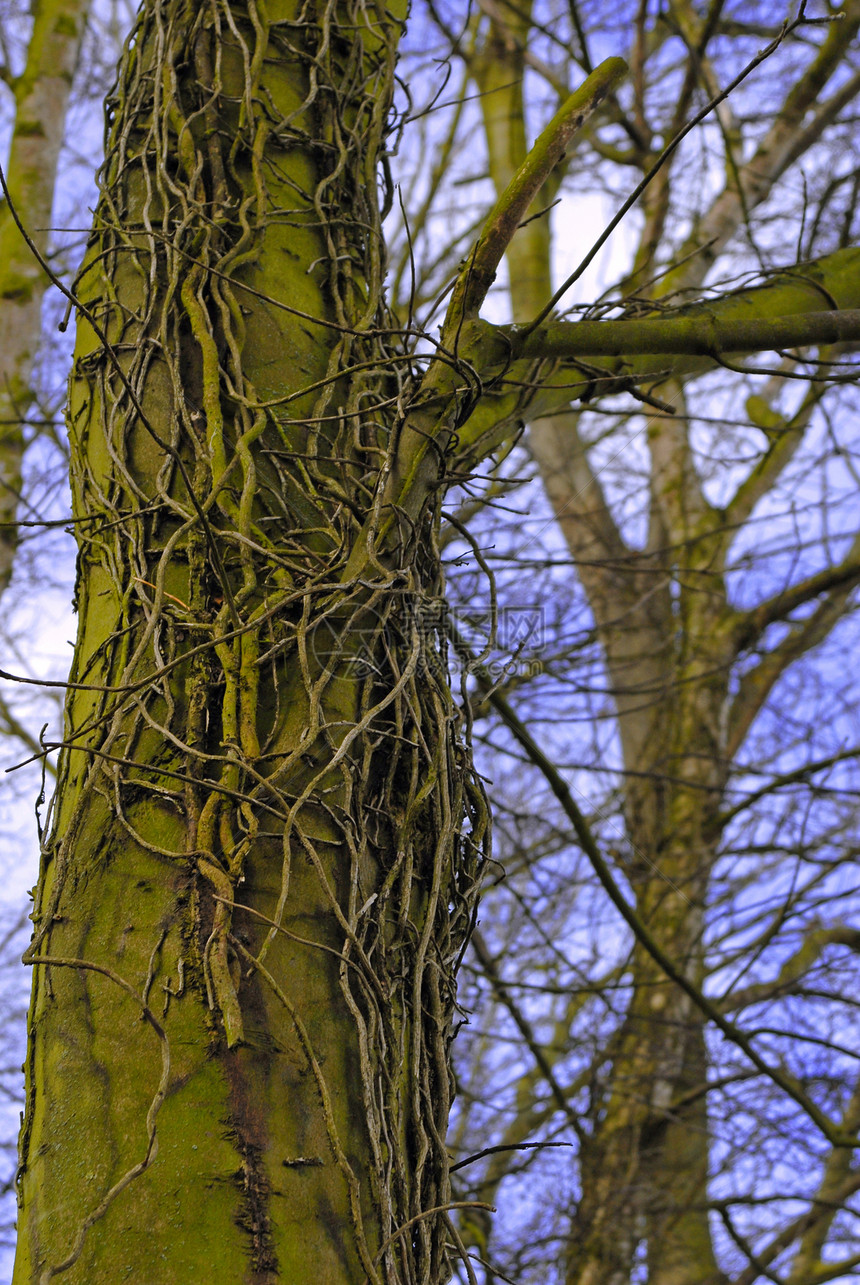 公园里的树上多云乡村木头天空垂耳绿色蓝色森林图片