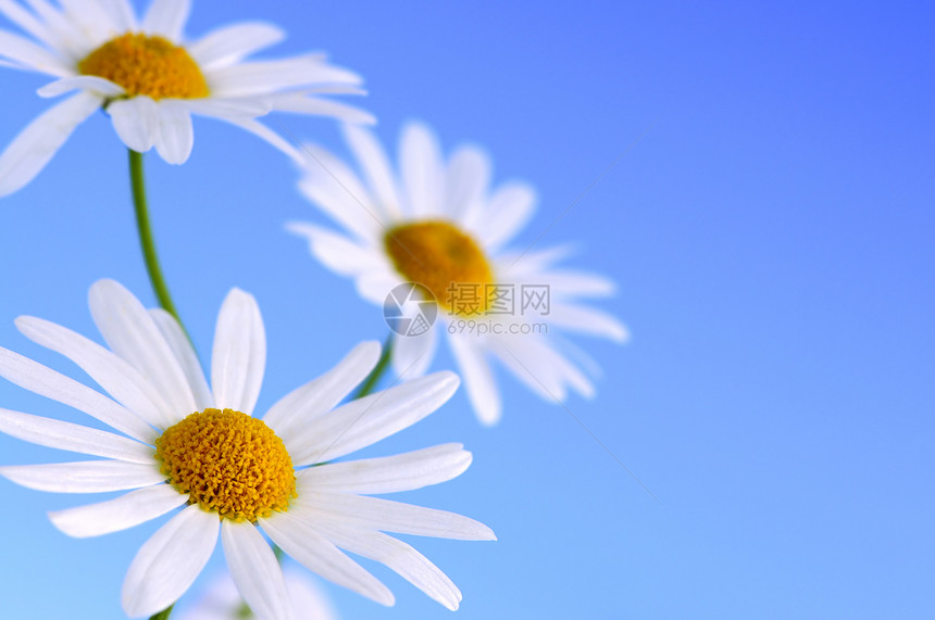 蓝色背景的黛西花朵生活花园野花天空植物学宏观快乐花瓣荒野植物群图片