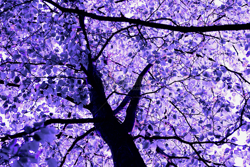 蓝树休息晴天传单叶子树叶紫色植物群太阳蓝色树干图片