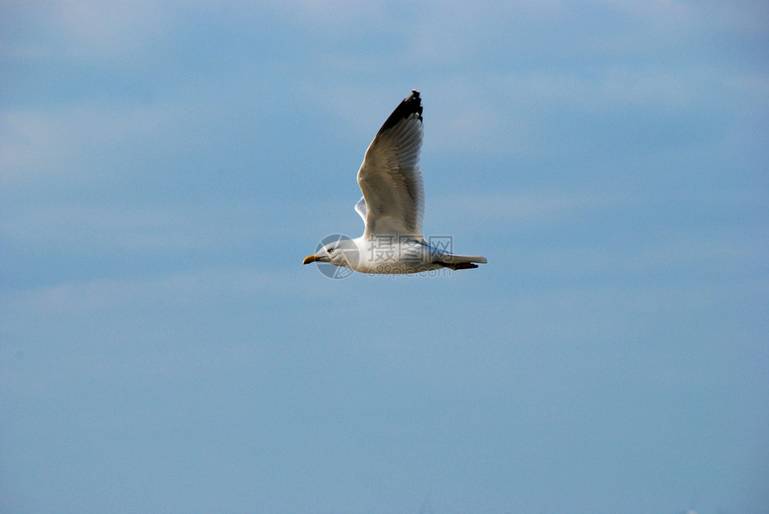 正在飞行的海鸥蓝色天空海岸海鸟鸥科特征图片