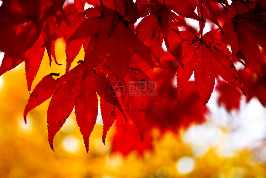落叶假背景背景橙子分支机构叶子树木红色树叶图片