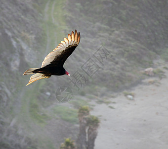 土耳其秃鹫 卡特哈特飞行山脉羽毛秃鹰翼展背景图片