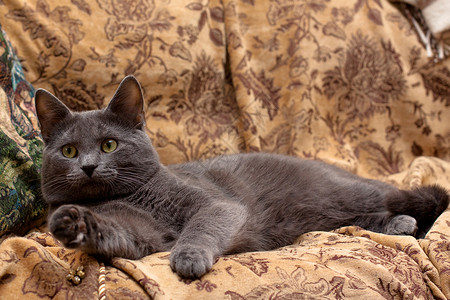 躺着的灰猫挂毯长沙发动物头发猎人宠物长椅棕色晶须耳朵背景图片