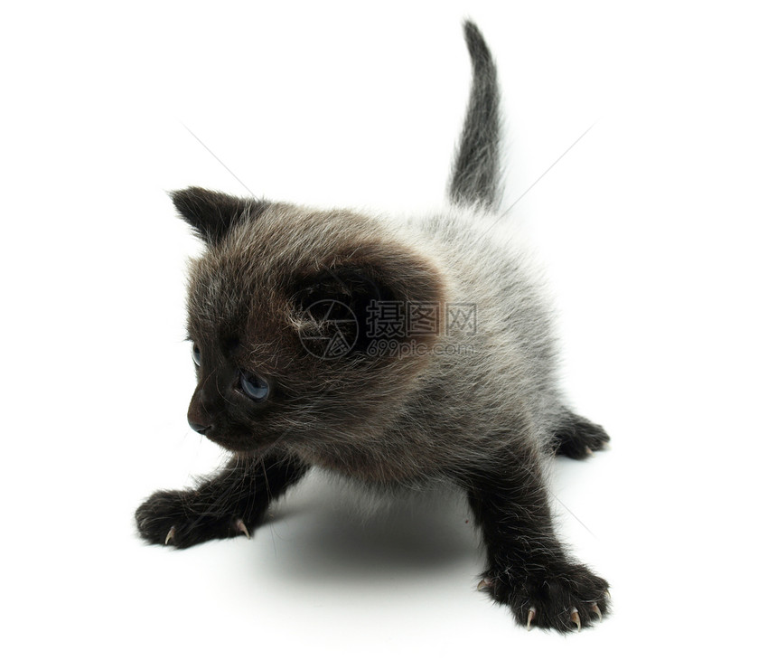 珍珠猫工作室柔软度短发个性灰色好奇心毛皮动物相机耳朵图片