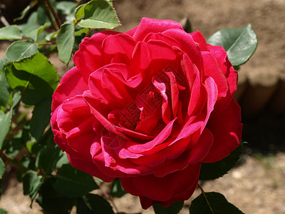 粉红玫瑰花园花园粉色恋人花瓣情人雄蕊红色雌蕊背景图片