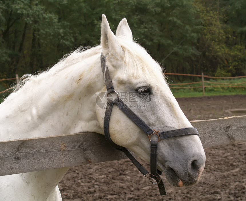 一匹马的头面孔马匹步态哺乳动物宠物棕色马类马背训练马术图片