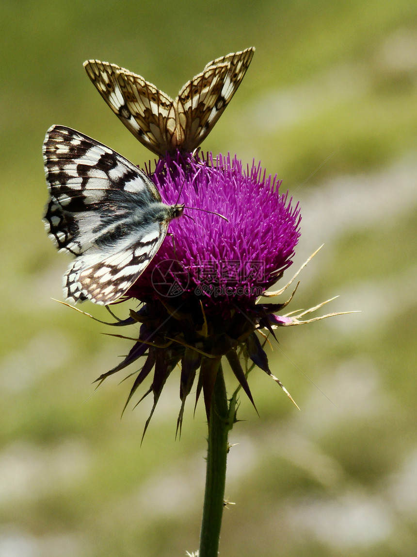 蝴蝶和花朵草地草原乡村野花农村花语紫色动物群牧歌昆虫图片