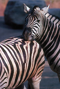 斑马草原哺乳动物背景图片