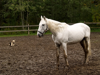 白马和白狗户外的马类高清图片