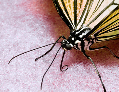 蝴蝶黑与白昆虫荒野宏观背景图片