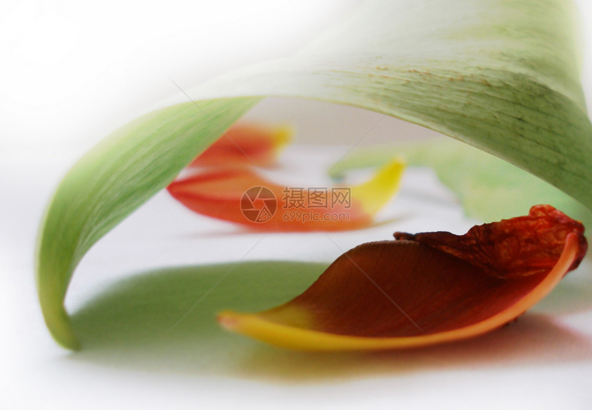 视角角度花瓣浪漫叶子植物郁金香图片