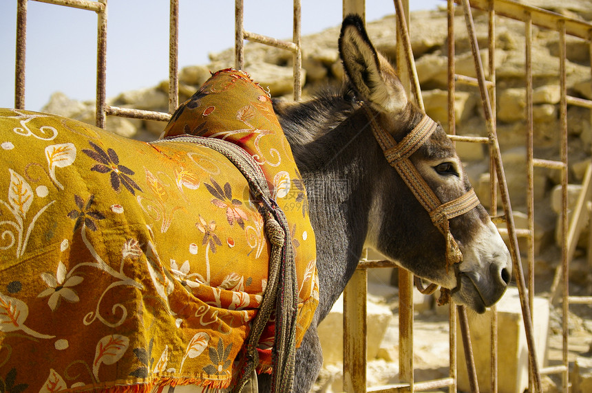 驴子石头运输岩石旅行黄色太阳沙漠晴天保护图片