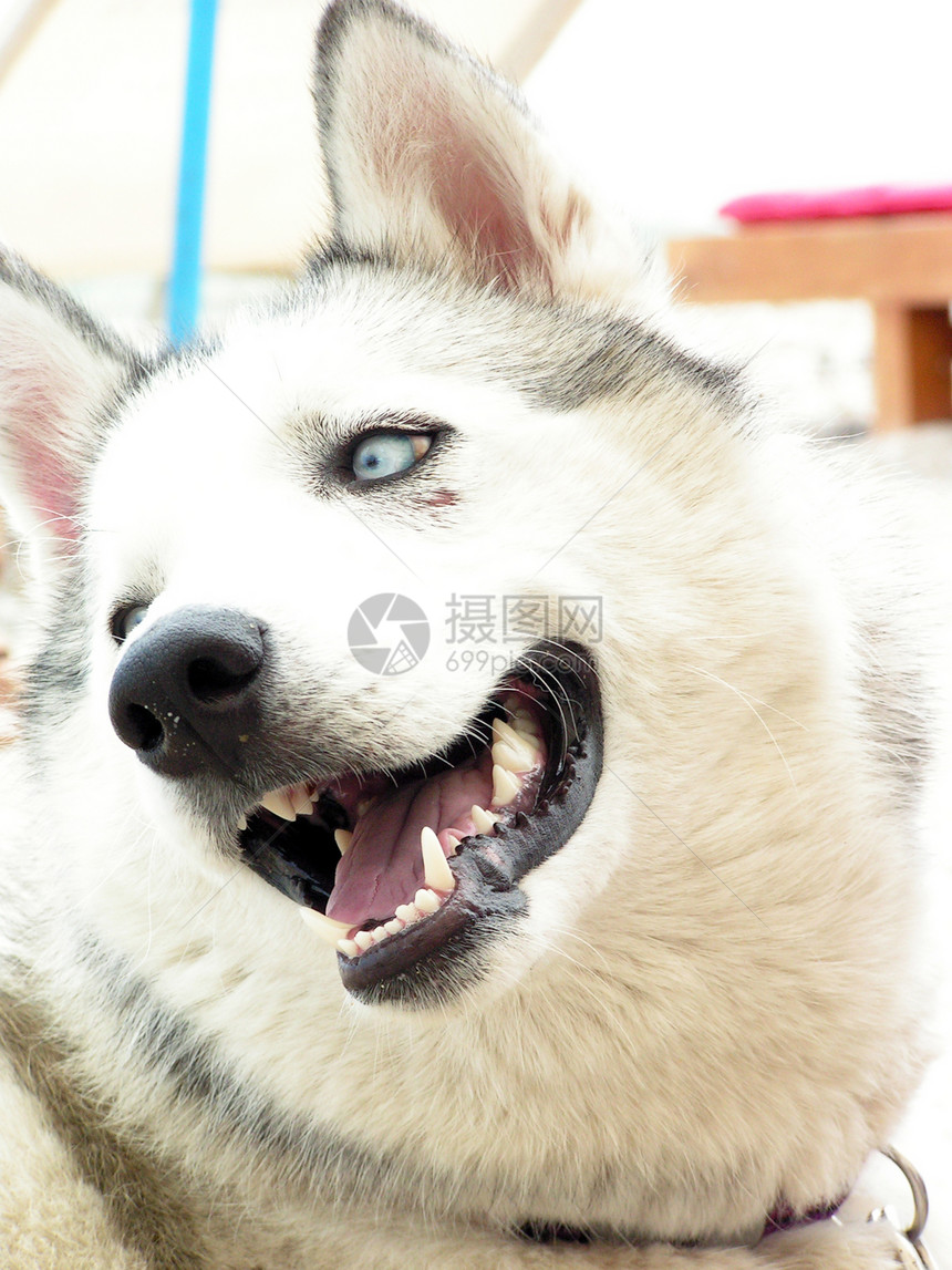 西伯利亚胡斯基猎犬小狗白色鼻子毛皮耳朵兽医牙齿眼睛动物图片