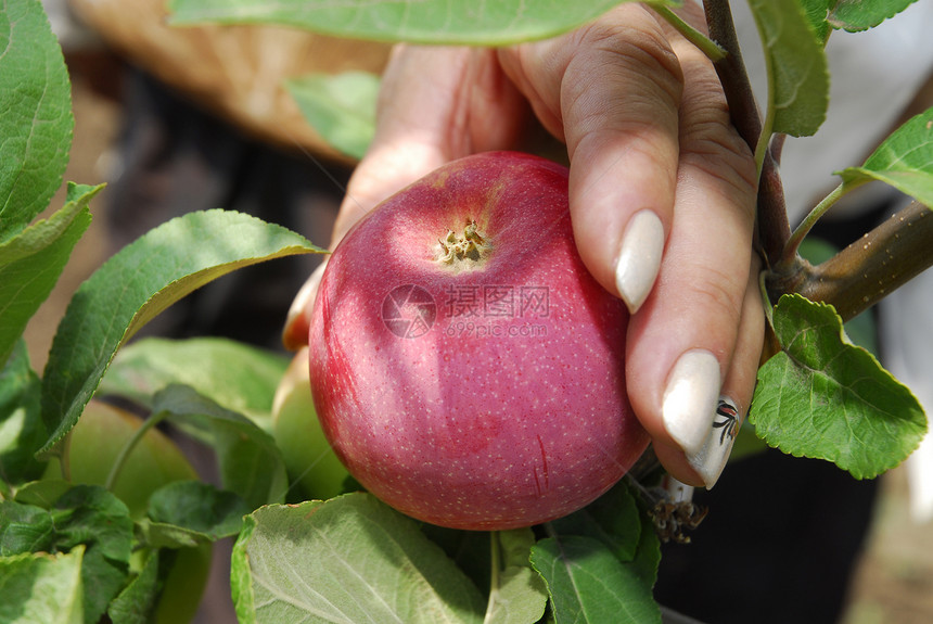 手与苹果园艺叶子馅饼果园健康水果农场阳光花园太阳图片