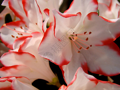红白鲜花红色花园白色背景图片