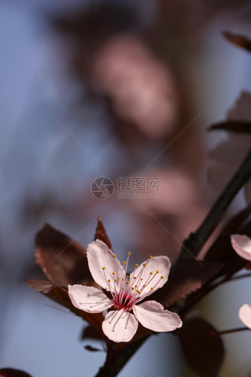 粉花花宏观花园叶子植物学图片