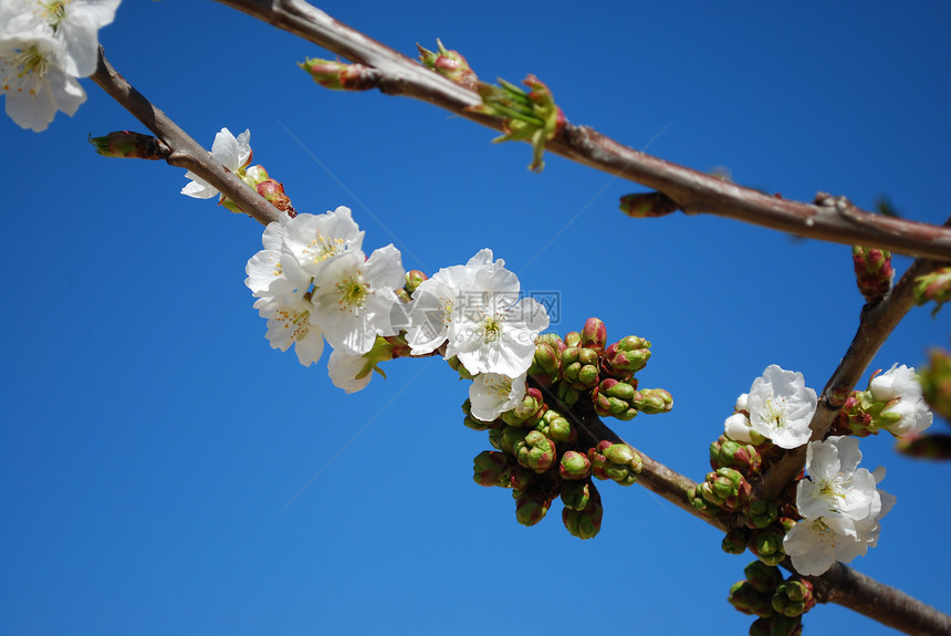 樱花花蓝色生活天空白色植物生长植物学花瓣脆弱性季节图片
