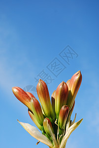 绽放君子兰奥兰治克里维亚米尼亚塔君子兰蓝色热带植物群花粉花朵灯泡天空火炉美丽背景
