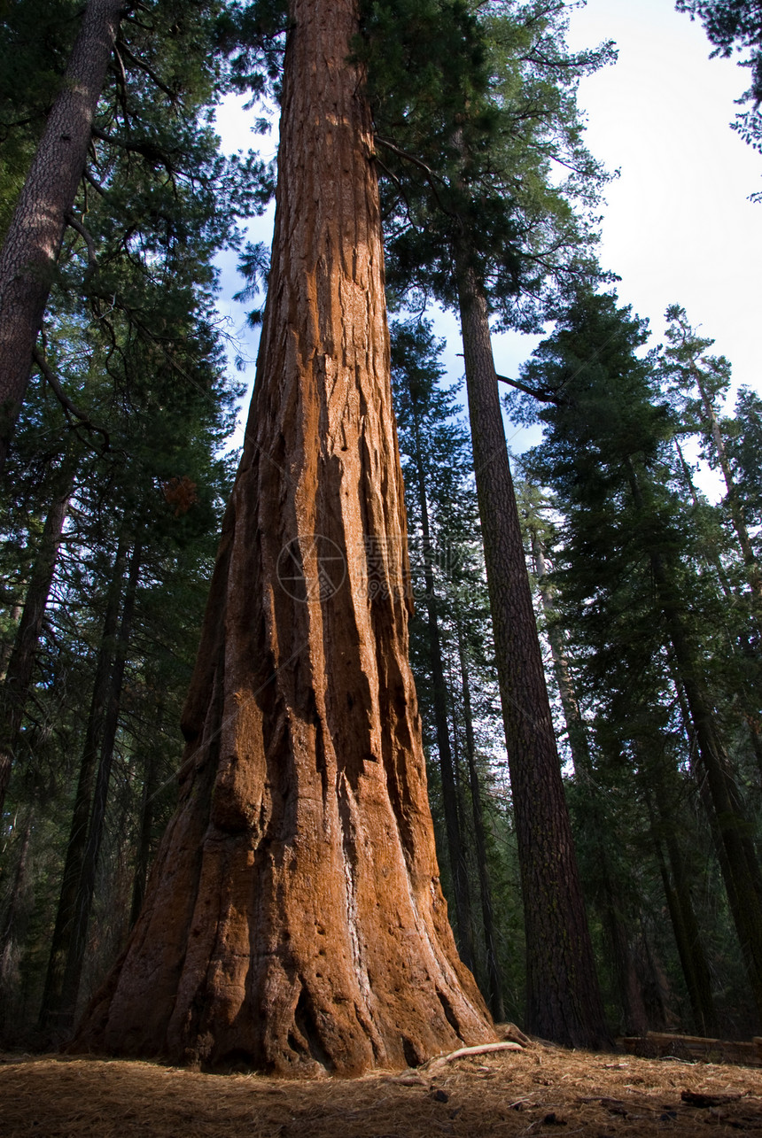 树干周长森林红杉旅行树木风景国家木根针叶树公园图片