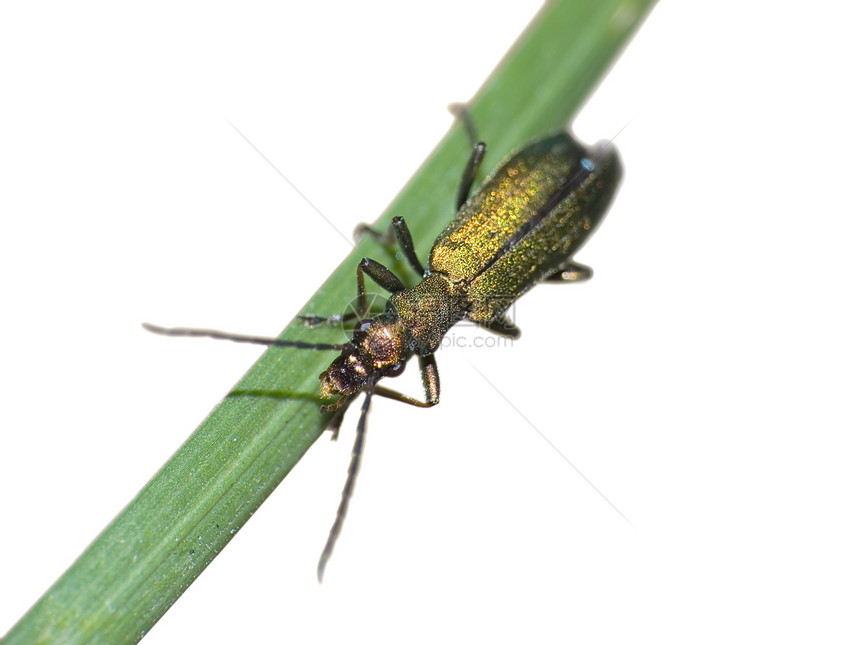 绿虫绿色身体漏洞动物群宏观刀刃昆虫图片