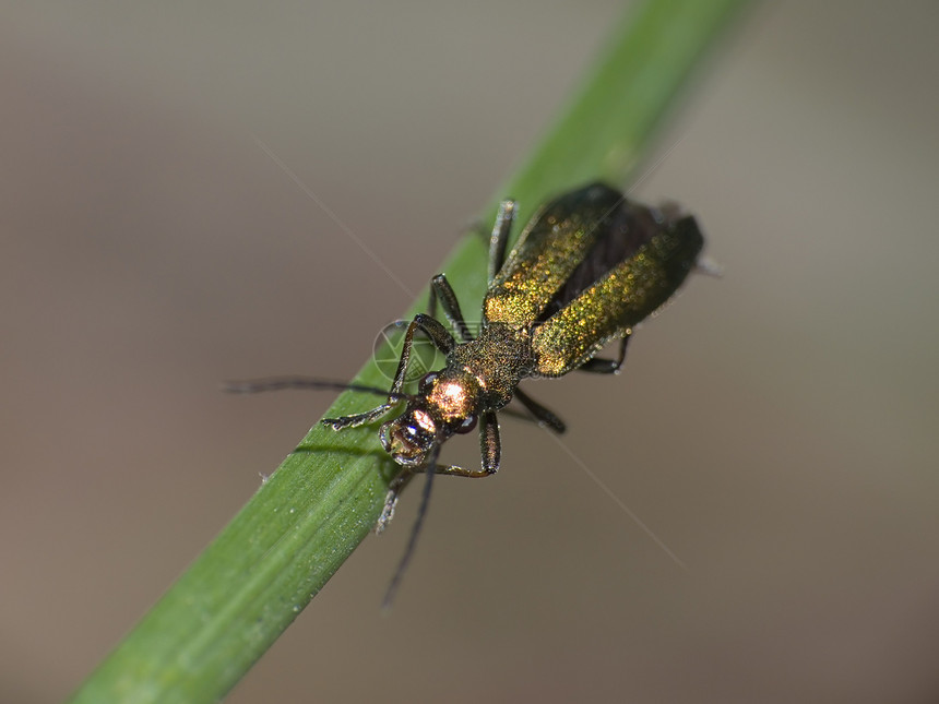 绿虫昆虫身体宏观漏洞动物群刀刃绿色图片