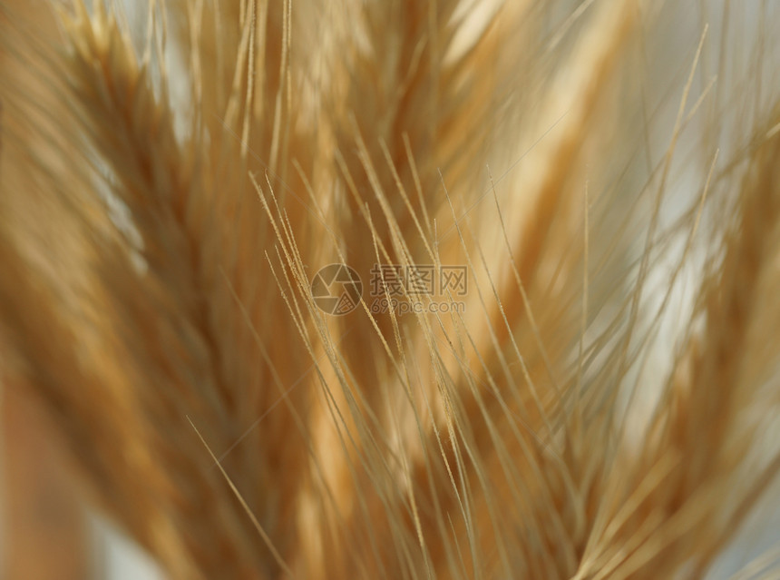 小麦背景面包农业多刺尖刺黄色麦穗胡须植物箭头图片