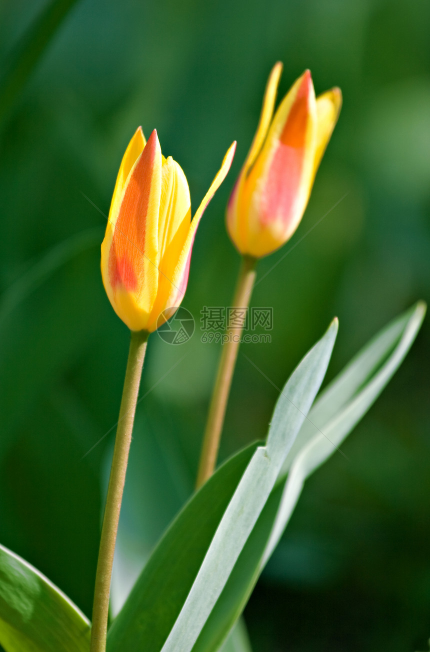 黄色郁金香花坛植物园艺阳光植物学季节夫妻花朵叶子公园图片