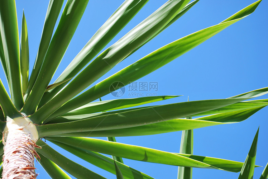 阳光下叶子蓝色天空棕色植物图片