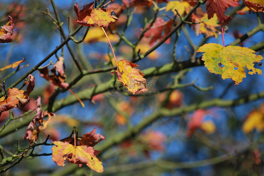 秋季红色分支机构绿色蓝色树叶图片