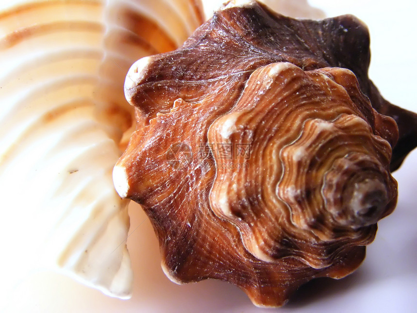 海壳动物几何学曲线漩涡航海软体贝壳生物学棕色螺旋图片